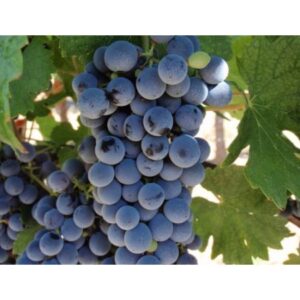 Винена лоза "Сторгозия"