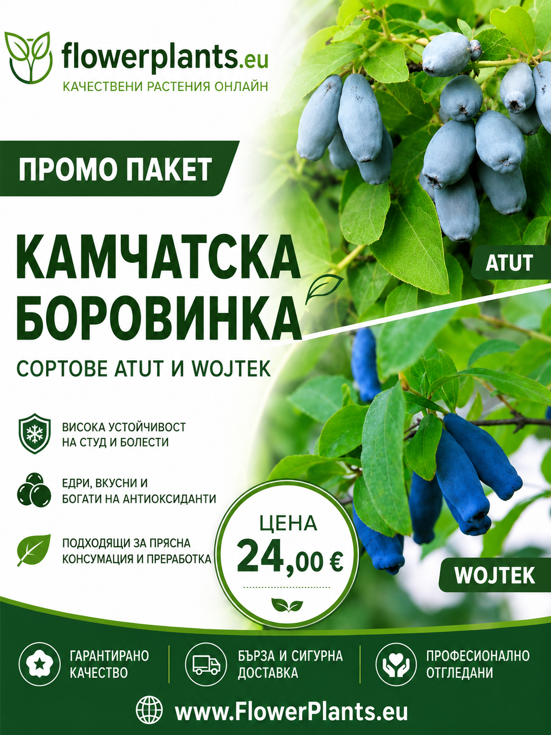 Промо Пакет Камчатска боровинка ('Wojtek' + 'Atut')