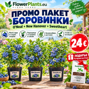 Промо пакет 3 боровинки 'O'Neal' + 'New Hanover' + 'SweetHeart' + подарък Рутпромотър 10мл