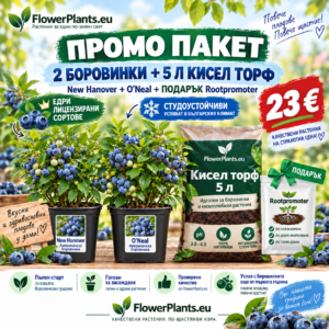 Промо Пакет Боровинки "O'neal" + "New Hanover" + 5л кисел торф + подарък Рутпромотър