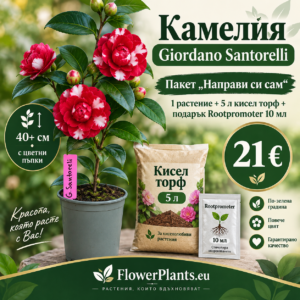 "Направи си сам" Промо пакет Камелия "Giordano Santorelli" + 5л кисел торф и подарък Рутпромотър(40+ см растение с цветни пъпки)