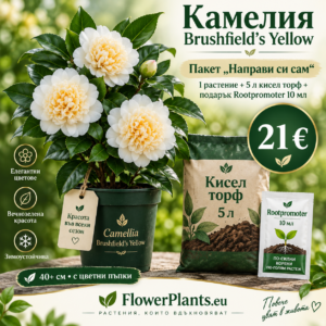 "Направи си сам" Промо пакет Камелия 'Brushfield's Yellow'+ 5л кисел торф и подарък Рутпромотър(40+ см растение)