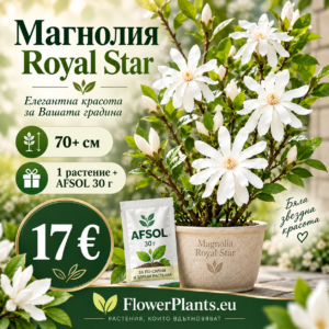 Магнолия "Stellata Royal Star" + афесол 30гр. (70+см /1,5л саксия)