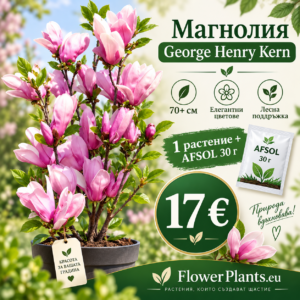 Магнолия "George Henry Kern" + афесол 30гр (70см+ / 1,5л саксия)