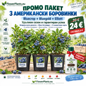 Промо пакет 3 боровинки ('Bluecrop' + 'Bluegold' + 'Elliott') + подарък Рутпромотър
