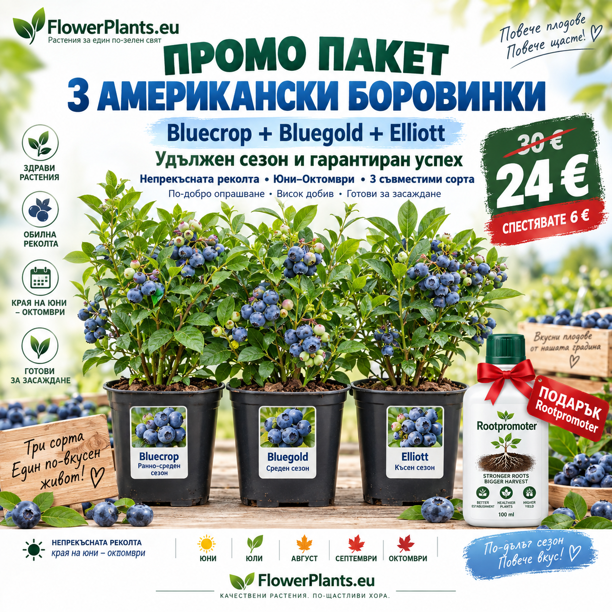 Промо пакет 3 боровинки ('Bluecrop' + 'Bluegold' + 'Elliott') + подарък Рутпромотър