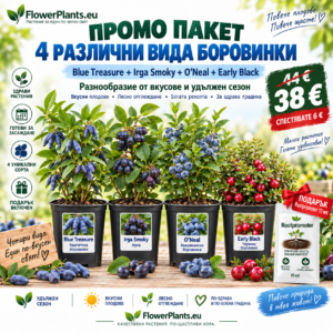 Промо пакет "4 вида Боровинки" + ПОДАРЪК Рутпромотър