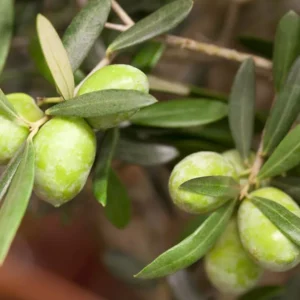 Маслина 'Olea europaea 'Olivia'