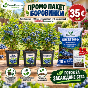 Промо пакет боровинки 'O'neal' + 'New Hanover' +'SweetHeart' + 10л кисел торф + подарък Рутпромотър